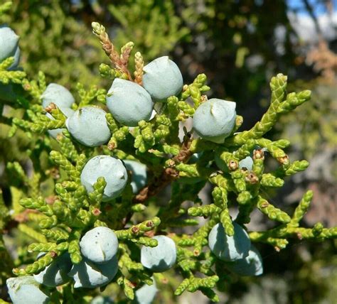 Utah Juniper Juniperus Osteosperma 20 Seeds