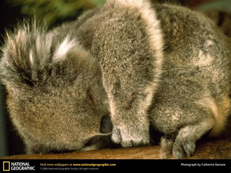 Koala Baby Sleeping Australia Day Wallpaper 39233578 Fanpop