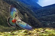 Loro Kea volando sobre los paisajes de Nueva Zelanda | Parrot, Pet ...