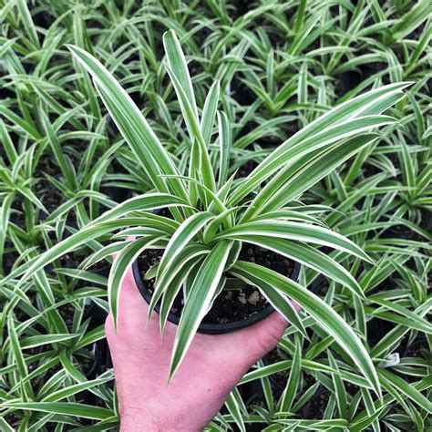 Chlorophytum Comosum Ocean Spider Plant 45 Pot Little Prince