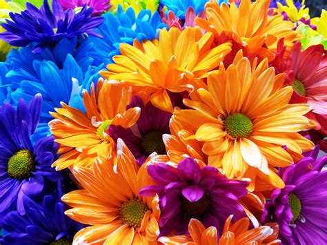 Colorful Daisies Perfect To Bright Your Day Any Day Flower Art