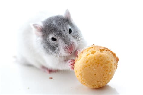 Wallpaper Hamster Rodent Cookies Hd Widescreen High Definition