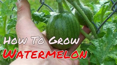 How To Grow Watermelons In A Garden The Housing Forum