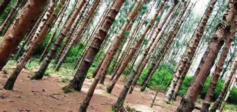 Pine Forest Shooting Spot Ooty Tamilnadu India Stock Photo Image