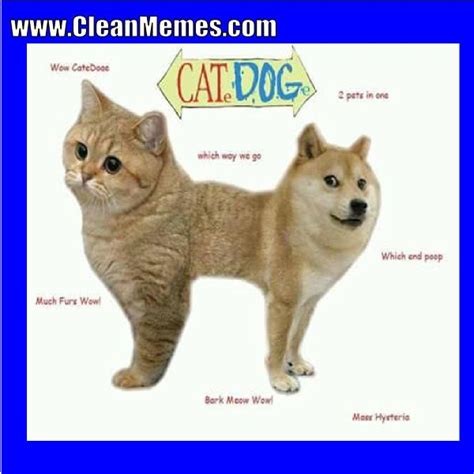 Download The New Funny Cat Dog Memes Hilarious Pets Pictures
