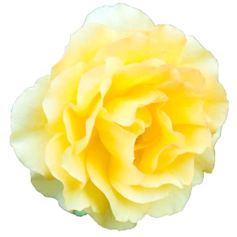 Download Yellow Rose Transparent Background Hq Png Image