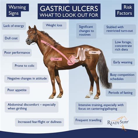 How To Keep Your Horses Stomach Healthy And Ulcer Free Equine