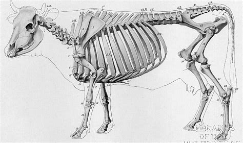 Other than a quick wash in the sink with soap and water i haven't treated them in any way. Draw And Label The Skeleton Of A Cow - All About Cow Photos