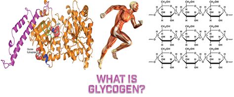 What Is Glycogen How This Energy Is Stored And Used