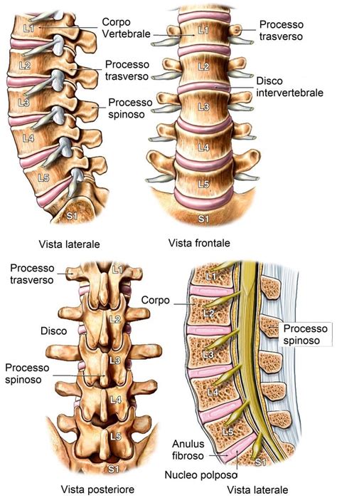 Anatomia Della Colonna Vertebrale Spina Dorsale Rachide Vertebra L5