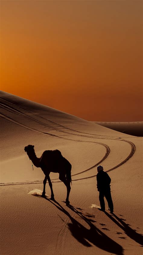 Camel Desert Wallpaper For Iphone X 8 7 6 Free