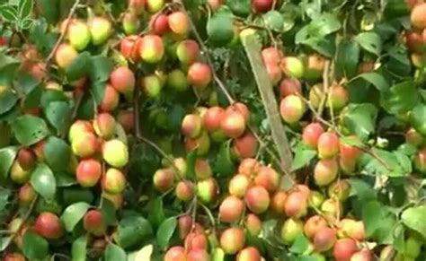 Full Sun Exposure Red Bal Kashmiri Apple Ber Plant For Fruits At Rs 25piece In North 24 Parganas