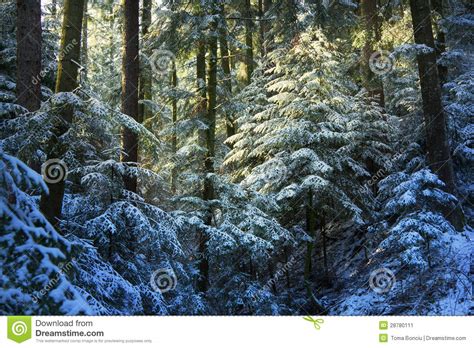 Pine Tree Forest During Winter Stock Image Image 28780111