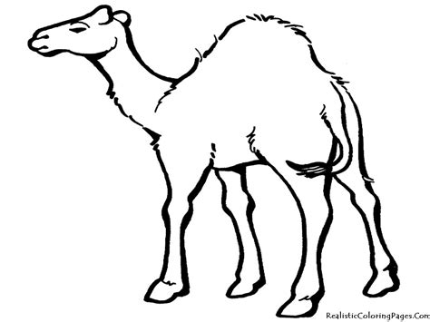 Keeping in mind that you are learning a cartoon camel drawing with two humps. Cartoon Desert Animals - Cliparts.co