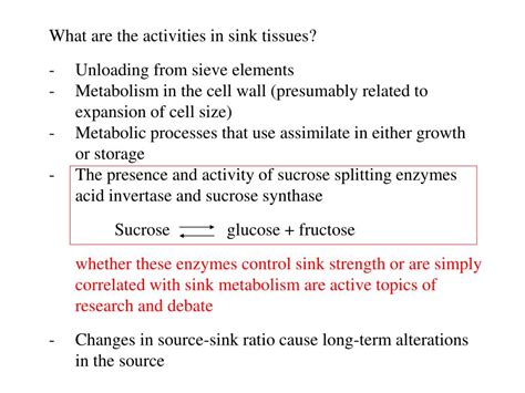 Ppt 6 Mechanism Of Translocation In The Phloem Pressure Flow Model