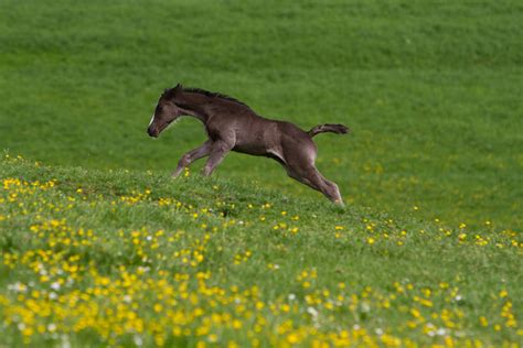 Black Warmblood Foal Galloping On Yellow Flowers 4 By Luda Stock On
