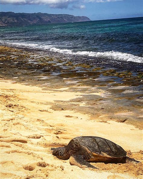 Took This Photo Of A Sea Turtle Resting In Laniakea Beach Hi