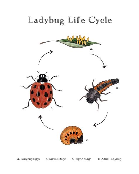 stages of a ladybug life cycle