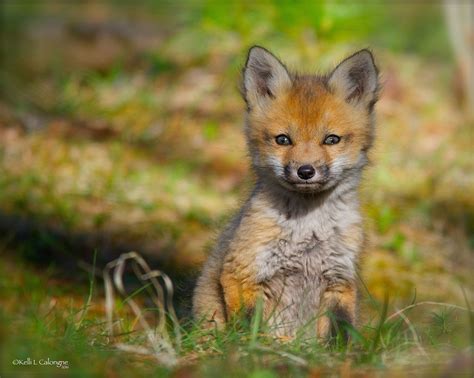 Fox Kit2016 Amazing Animal Pictures Fox Cute Foxes