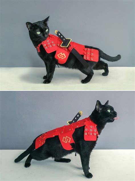 No Cat Is Complete Without A Set Of Battle Armor