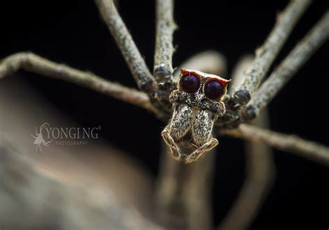 Female Ogre Faced Spider Deinopidae Female Deinopis Cele Flickr