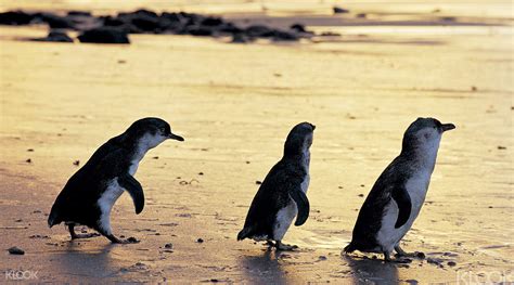 See more of 墨爾本代購 in au on facebook. 墨爾本無限景點通票 - Klook客路 香港