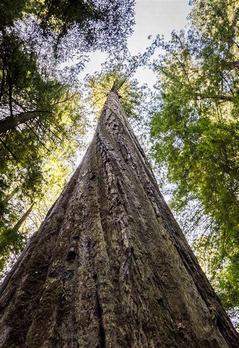 Looking For The Worlds Tallest Tree Humboldt County California