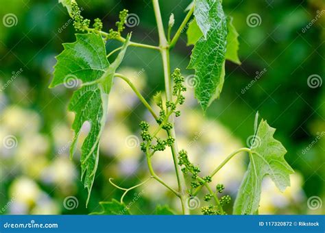 Spring Comes The Vine Buds With Intense Green Stock Photo Image Of