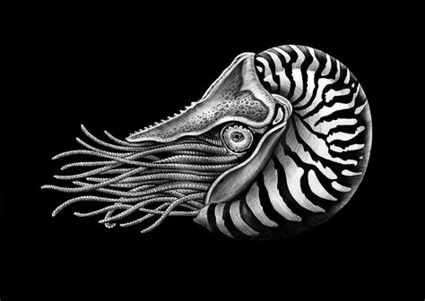 Detailed Animal Drawings Using Only Ink Twistedsifter