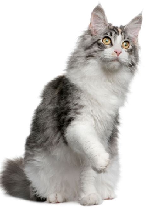 The Norwegian Forest Cat Cat Breeds Encyclopedia