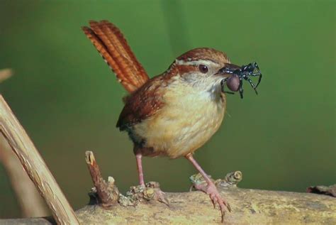 Carolina Wren Facts Habitat Diet Life Cycle Baby Pictures In 2021