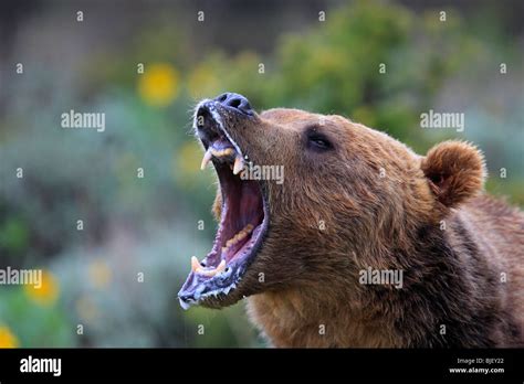 Brown Bear Roaring