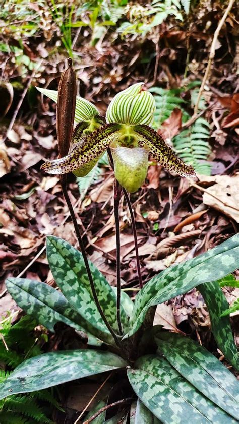 China Science On Twitter An Endangered Orchid Species Paphiopedilum