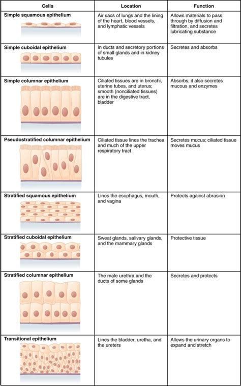 Epithelial Tissues Scientist Cindy Anatomy Worksheets