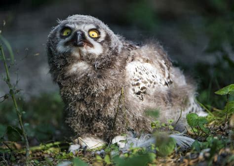 The owl is an animal which can be caught while manual or auto hunting in the owo bot. Keeping Owls as Pets: Yes, It's Legal | PetHelpful