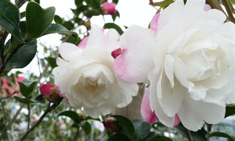 Hibiscus is a miracle flower filled with vitamin a, vitamin c and other nourishing minerals that help hair growth and prevent hair fall and hair greying. Camellia Oil Benefits For Hair That Totally Explain Why ...