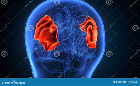3d Illustration Of Human Brain Supramarginal Gyrus Anatomy Stock