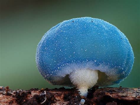 Top 10 Incredible Mushroom Species Terrific Top 10