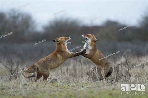 Red Foxes Vulpes Vulpes In Fight Fighting Standing On Hind Legs