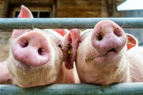 8 Practical Tips On Housing Pigs And Keeping Them Healthy And Happy