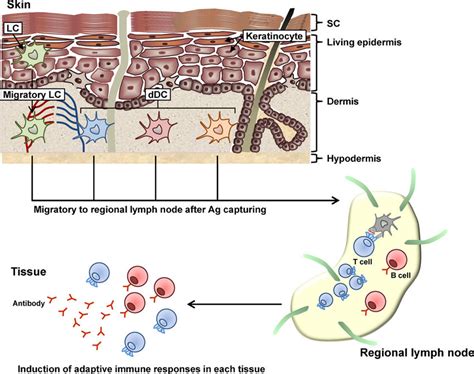 Innate Immune System Skin