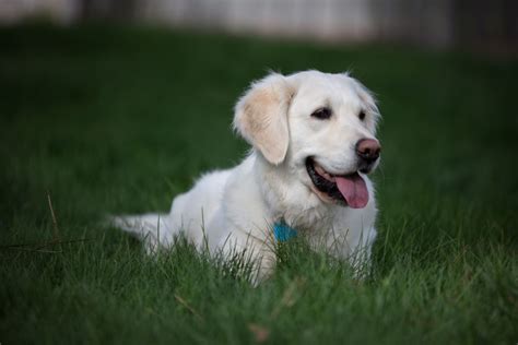 English Cream Golden Retriever Dog Breed Characteristics Pictures