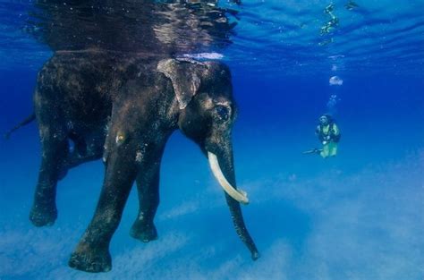 Rajan Worlds Last Swimming Elephant At Andaman Islands