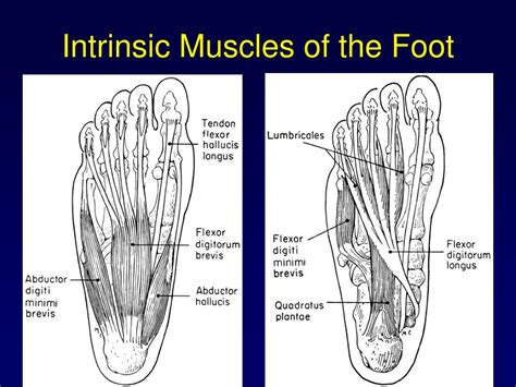 Ppt Chapter 8 The Lower Extremity The Knee Ankle And Foot