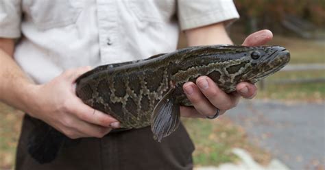 Northern Snakehead Control And Management Us Fish And Wildlife Service