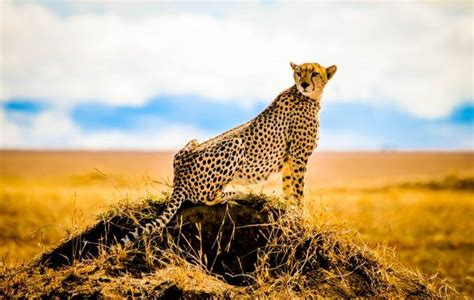 Tours With An Expert National Geographic Expeditions