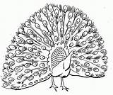 Peacock Coloring Adults Cool Popular sketch template