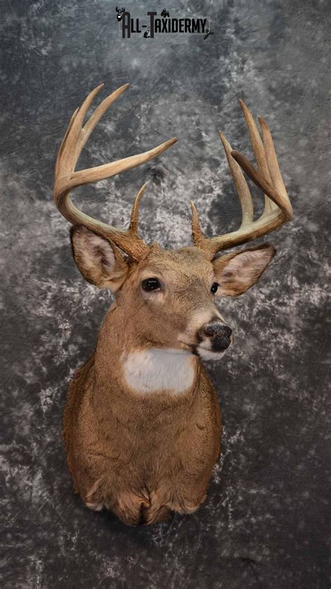 Whitetail Deer Taxidermy Mount For Sale Sku 1213 All Taxidermy
