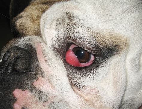 What Causes Bulldog Cherry Eye