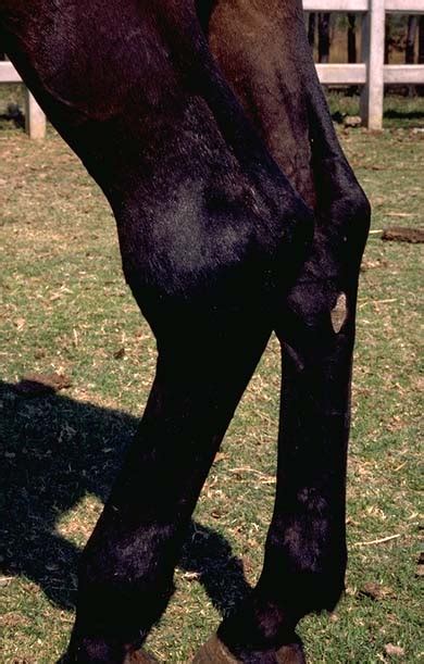 Tarsus Tarsocrural Synovitis Bog Spavin In Horses Equis Vetlexicon